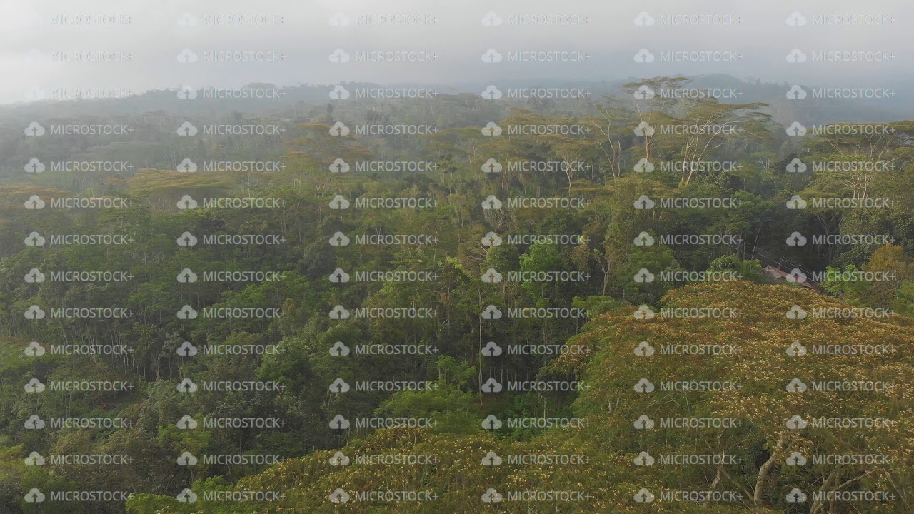 Aerial view of the forest and jungle of Bali island. Indonesia.