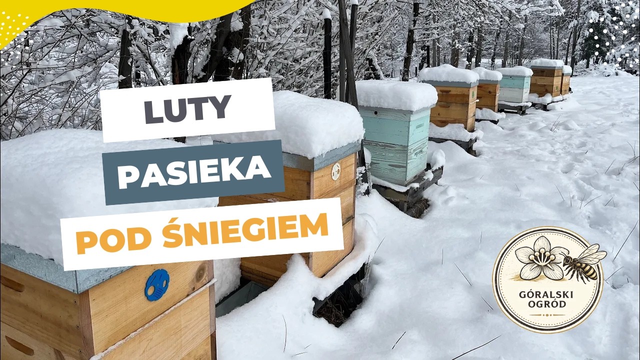 Pasieka zasypana śniegiem. Zima ❄️ ☃️ 🥶 w ogrodzie 