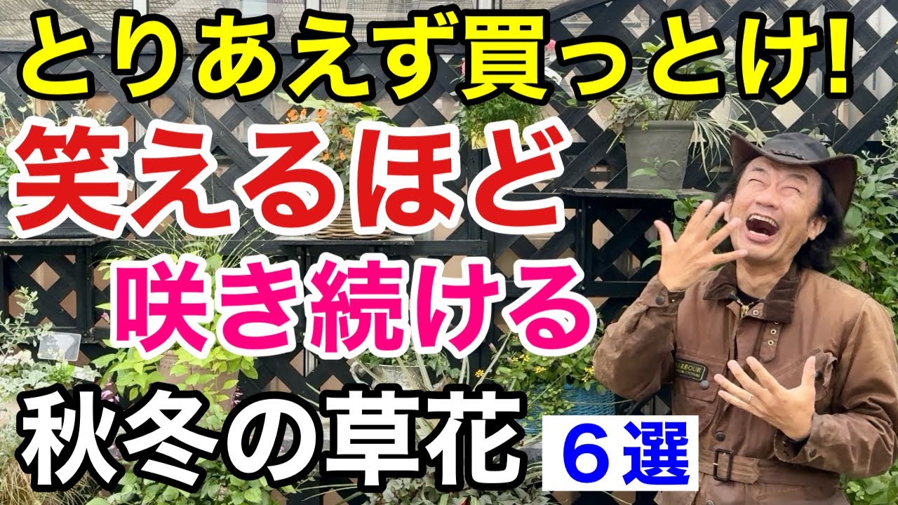 【満足度120%】秋から春まで半年咲く花の苗教えます　　　　　　　　【カーメン君】【園芸】【ガーデニング】【初心者】