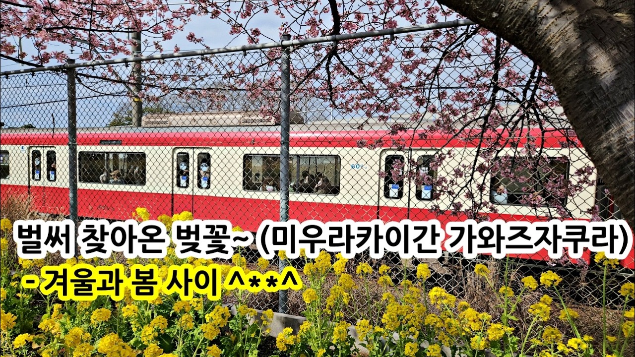 2월에 피는 벚꽃 가와즈 벚꽃 여행ㅣ미우라카이간 벚꽃 축제~ㅣ겨울과 봄사이를 보내는 일본일상ㅣ소도시 일본 여행ㅣ한일부부일상