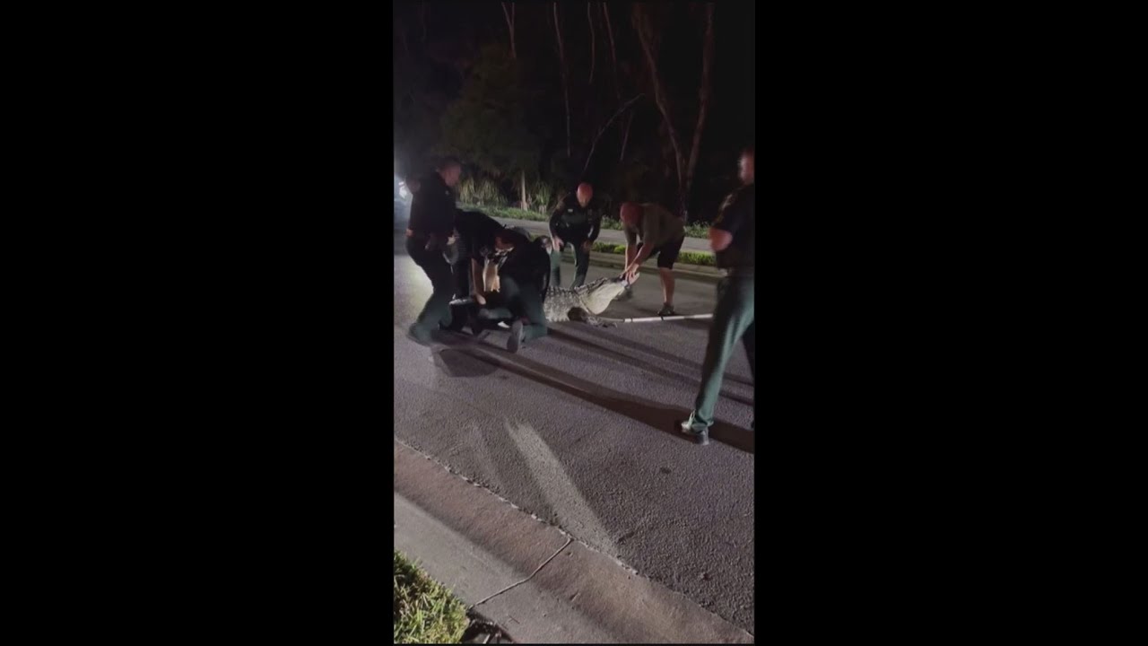 Sarasota County deputies wrangle 14-foot, 600-pound alligator