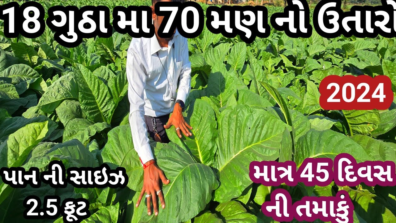 તમાકુની ખેતી || 18 ગુઠા મા 70 મણ નો ઉતારો || 9909887736 || Tamaku @bestresultsjpi955