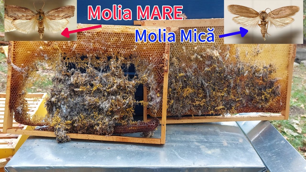 Cum putem preveni și combate atacul MOLIILOR DE CEARĂ din stupi 🐝🐛🦋