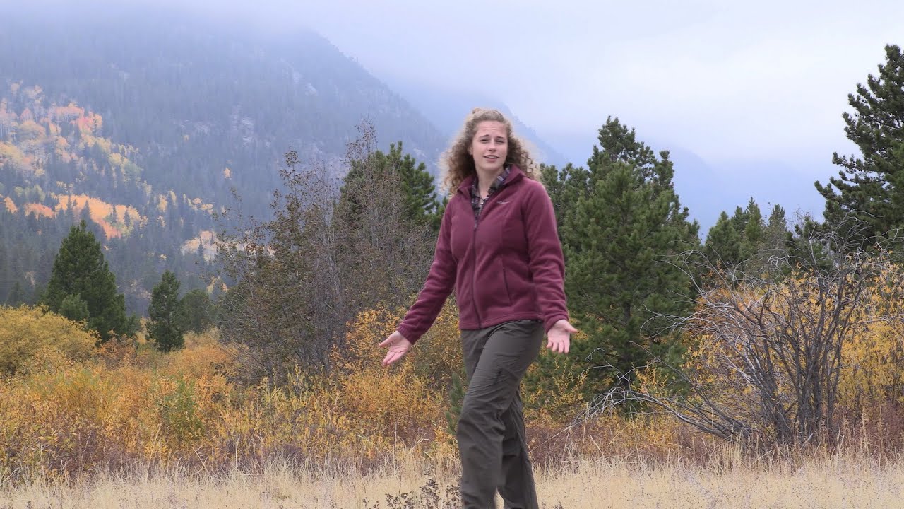 The Colorado Wolf