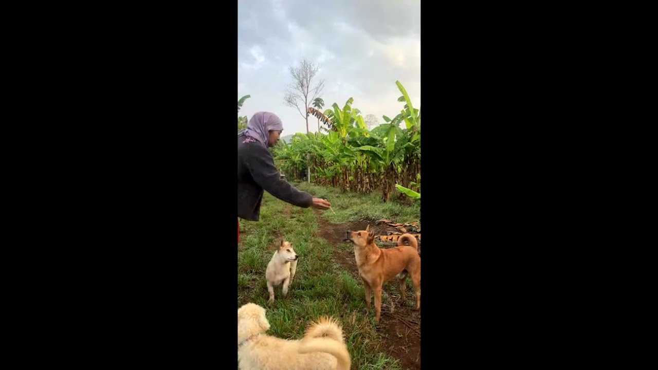 Peaceful Morning with My Cute Pets 🌅🐒🐶