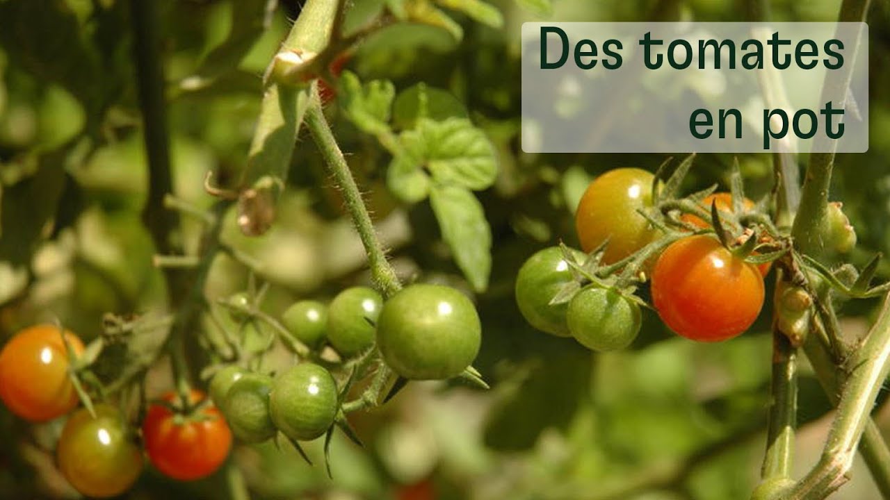 Des tomates en pot