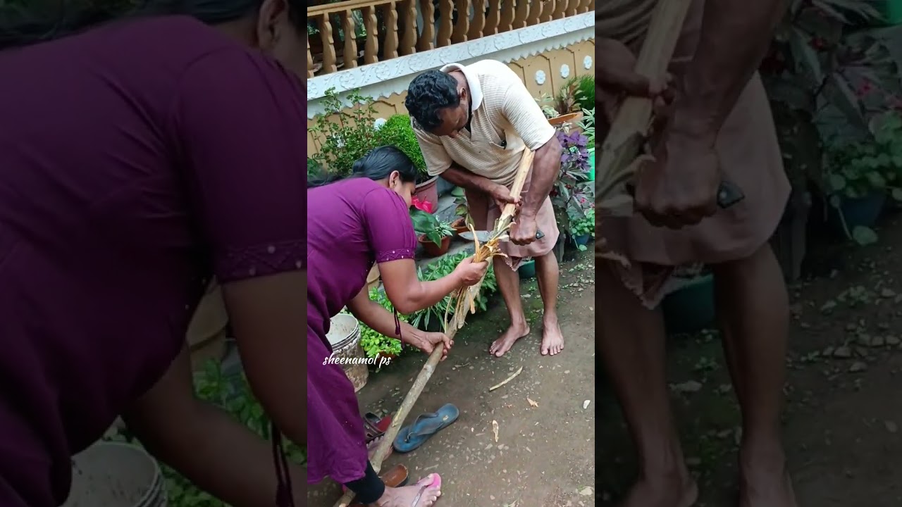കറുവ പട്ട 🥰🥰പാപ്പന്റെ വീട്ടിൽ പോയി കൊണ്ട് വന്നു ❤️❤️