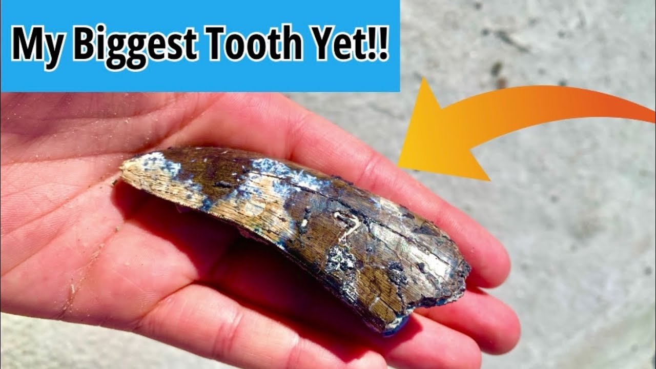Fossil Hunting For Dinosaur Teeth And Finding My BIGGEST Tyrannosaur Tooth Yet!!