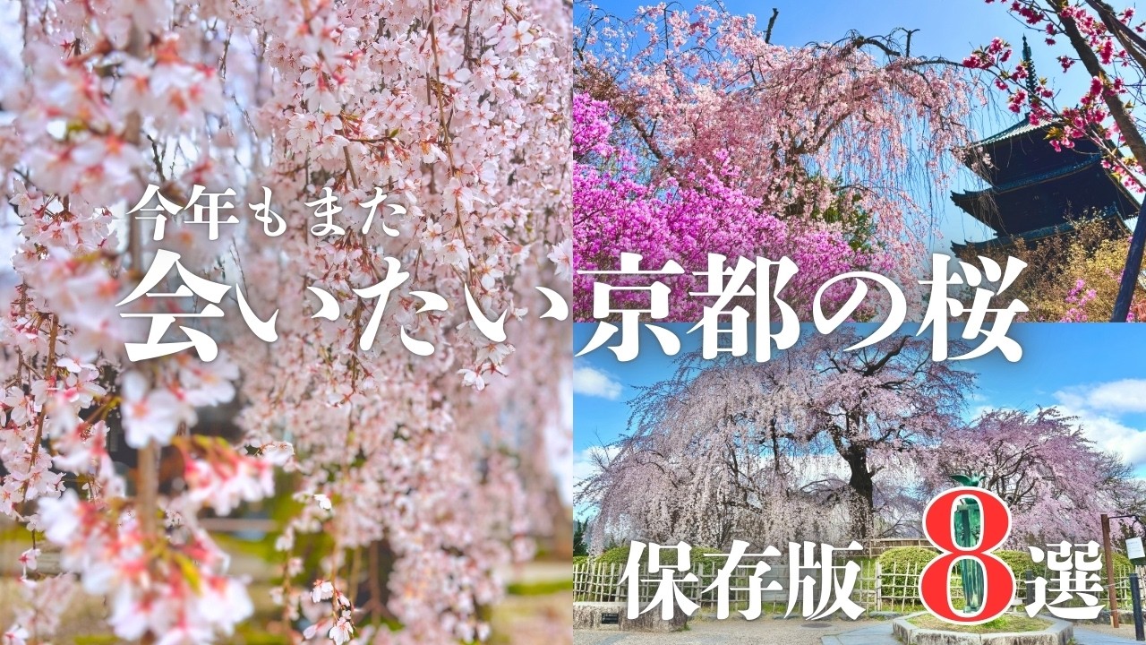 【京都の桜8選】今年もまた会いたい京都の桜｜本当に美しい名所まとめ｜京都御苑・平安神宮・哲学の道・原谷苑・仁和寺他
