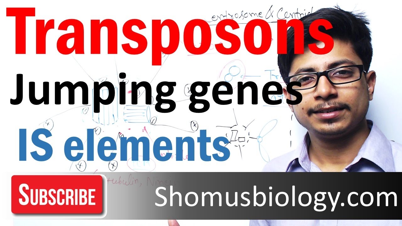 Transposable elements | transposons and is elements
