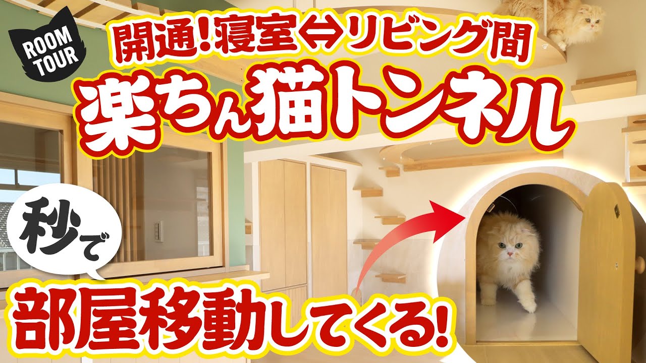 【たった2日で100名内覧】猫と極上の一人暮らしを実現！多頭飼い必見の猫可賃貸物件をルームツアー