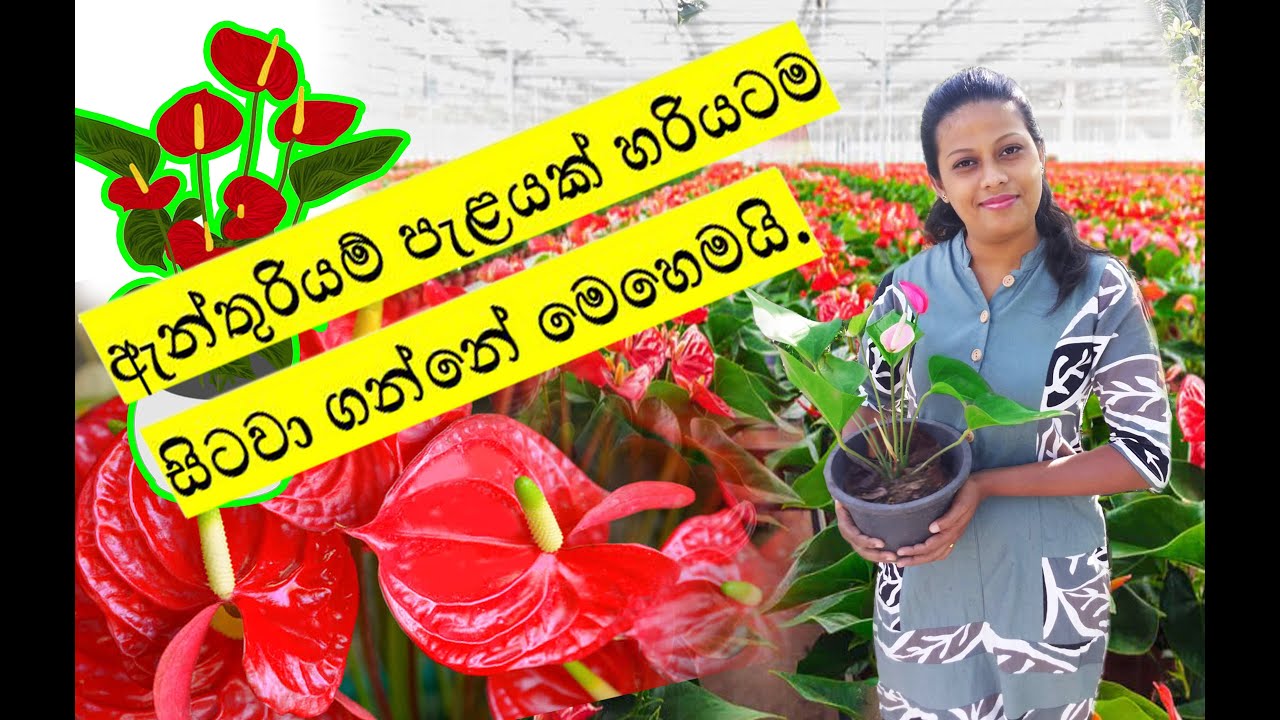 anthurium wagawa sinhala : ඇන්තුරියම් පැළයක් සිටවා ගන්නා හරිම ක්‍රමය | how to grow anthurium plants