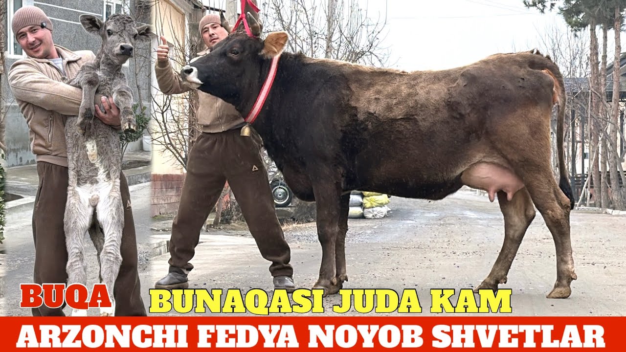 ARZONCHI FEDYA SHVETLAR MAKONI BUNAQASI JUDA KAM 1.QORIN CHEMPIONLARI⭐️