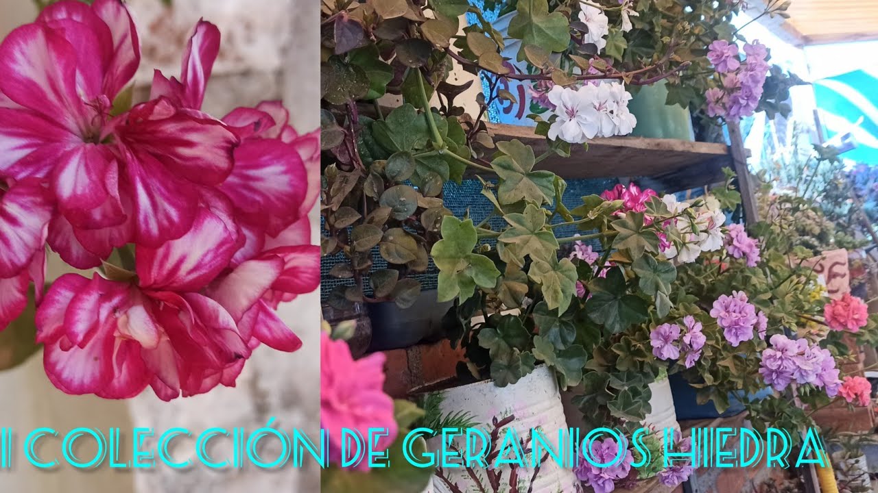 mi colección de geranios hiedra o colgantes / decojardinamy