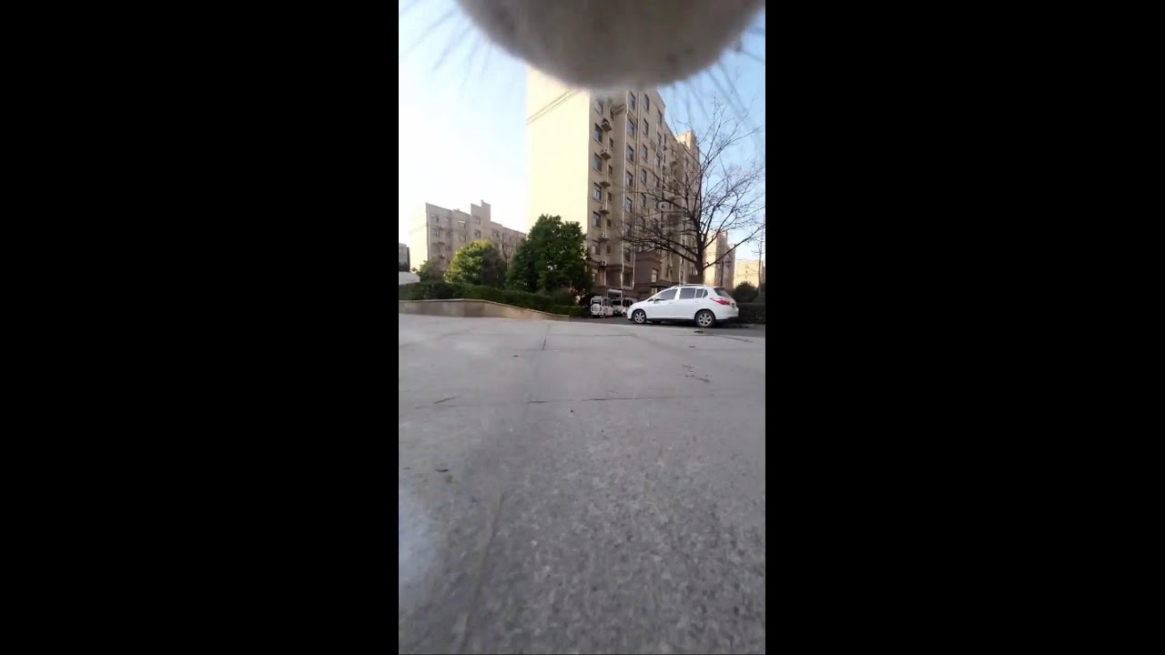 🐱 3. Simba Cat's Eye View: Immersive LIVE - 