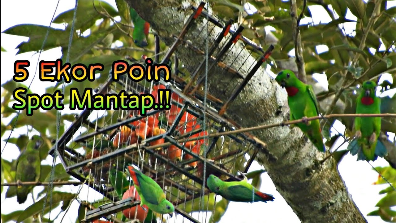 Memikat Serindit || Poin Dada Merah / Kawanan Serindit Muncul #pikatserindit #poin5ekor