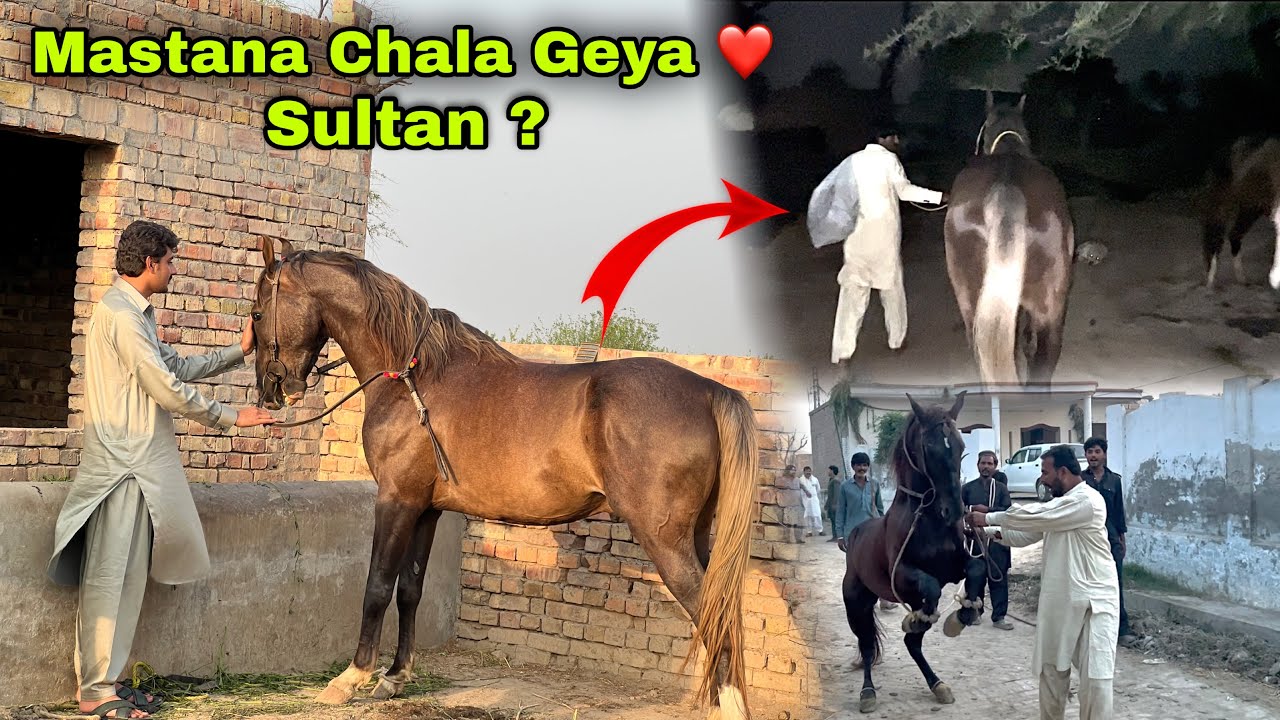Mastana Chala Geya ❤️ || Sultan Q Nahi Bheja ?🤔
