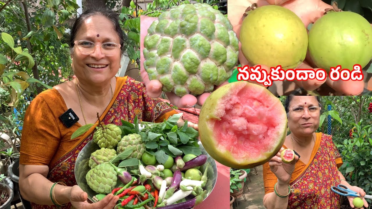 మన మిద్దె తోటలో ఈ రోజు కోసిన కూరగాయలు పండ్లు