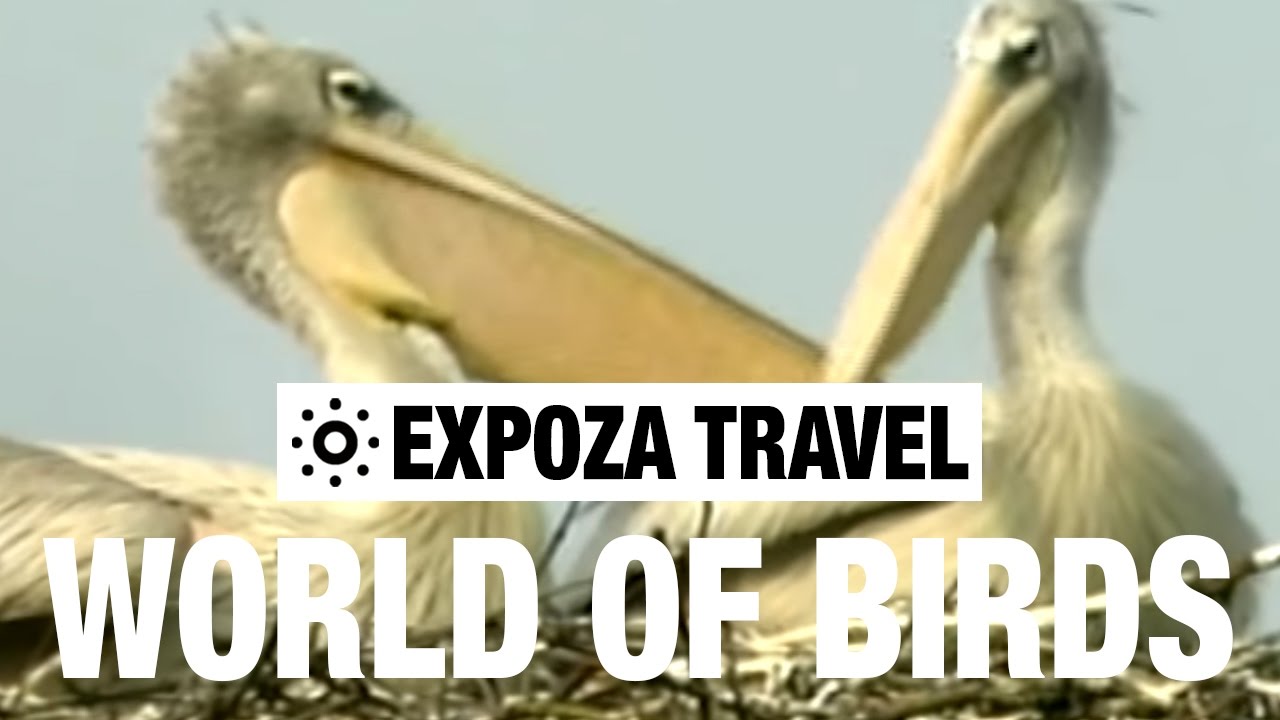 The World Of Birds (Africa) Vacation Travel Video Guide