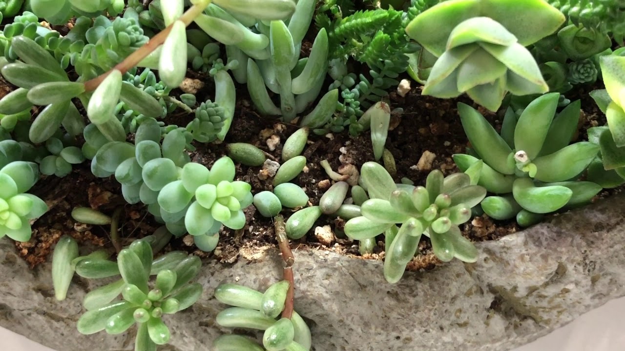 How To Spot Spider Mite Damage On Succulent Plants