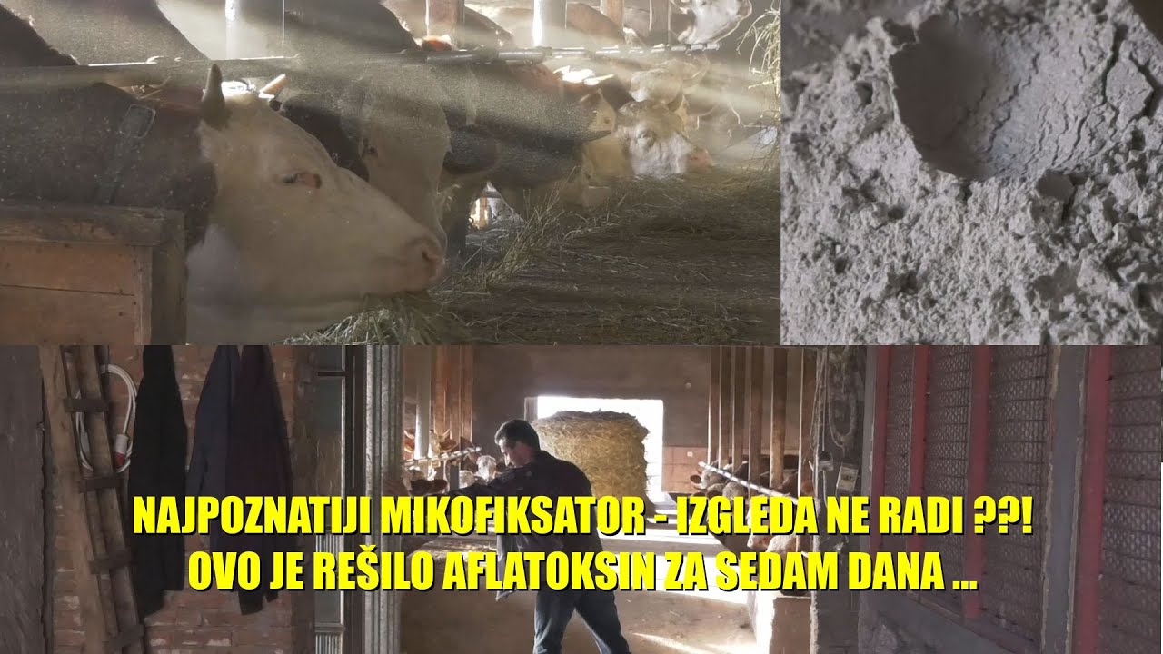 OVO RADI !  REŠEN AFLATOKSIN u MLEKU za samo 7 dana - mikotoksini NISU nikakav PROBLEM