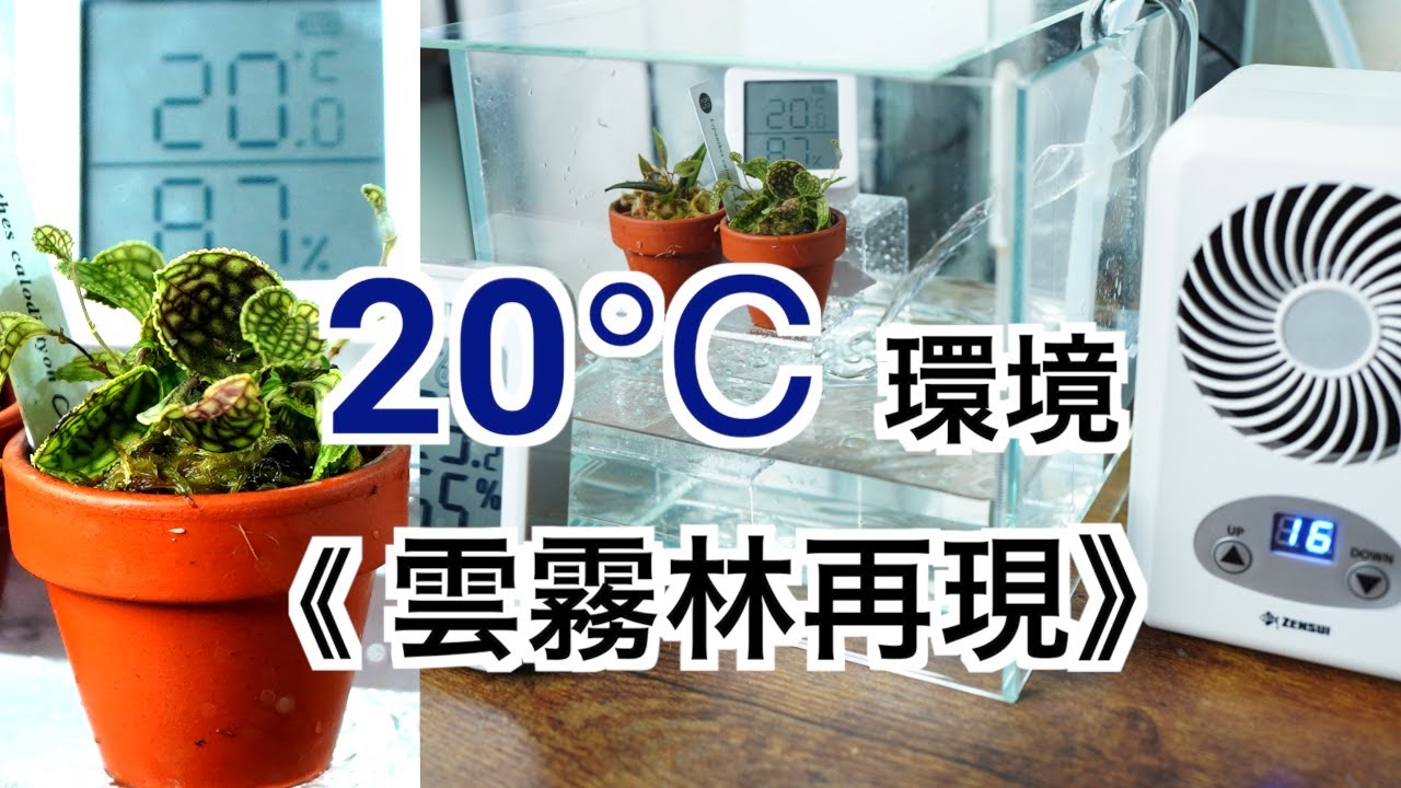 【雲霧林環境①】２０℃のパルダリウム環境を作れるのか？TEGARU Ⅱ導入！Lepanthes calodictyon 《レパンテス・カロディクティオン》のための雲霧林環境【パルダリウム】