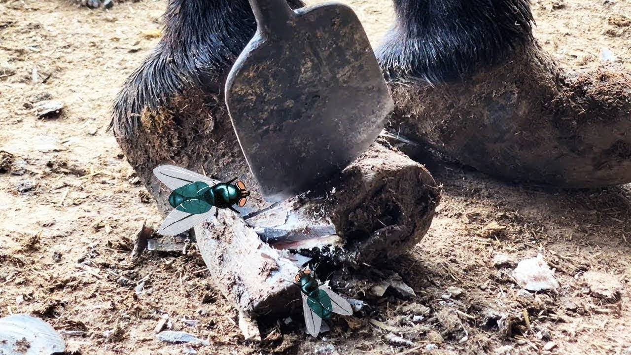 The Inside Of The Donkey's Hoof Is Spoiled And When You Cut It Open It's Just Dregs!