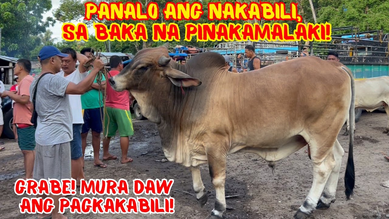 PANALO ANG NAKABILI, SA BAKA NA PINAKAMALAKI! GRABE! MURA DAW ANG PAGKAKABILI |SOLLE'S GANDANG BUHAY
