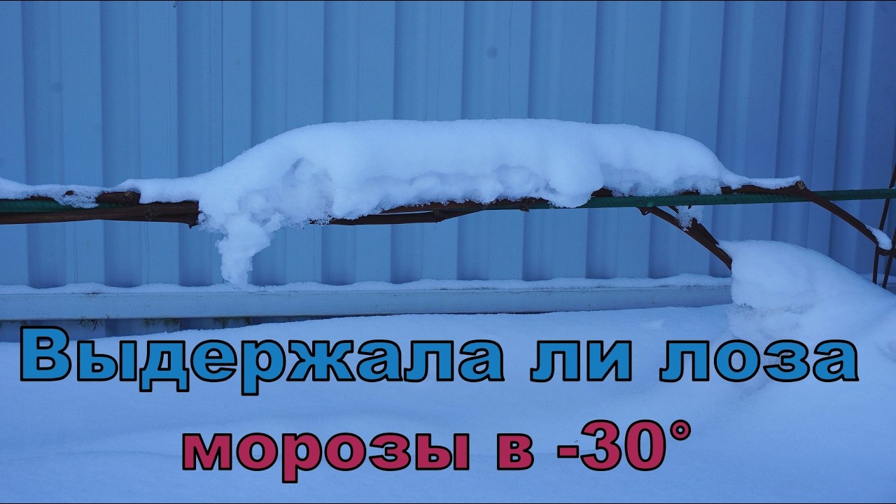 Виноград Лидчины. Технари без укрытия в 30 градусный мороз.