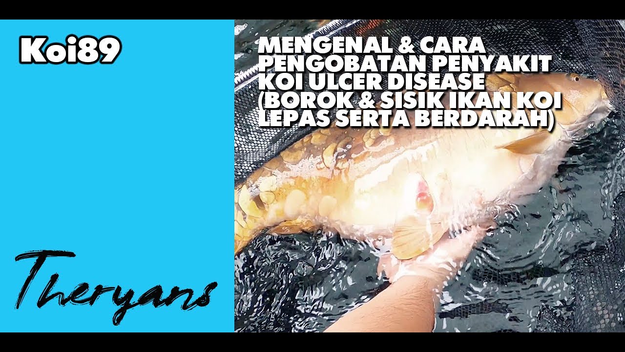Mengenal Penyakit Koi Ulcer, Borok Atau Sisik Berdarah Pada Ikan Koi & Cara Pengobatannya