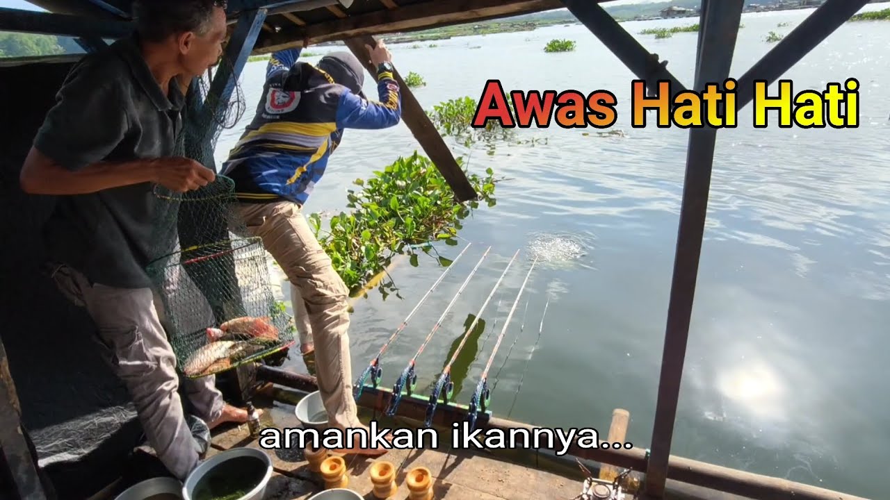 SAMBARANYA BIKIN JANTUNGAN KAPOK JADINYA MANCING DI SINI BAWA UMPAN CACING  ||mancing mania