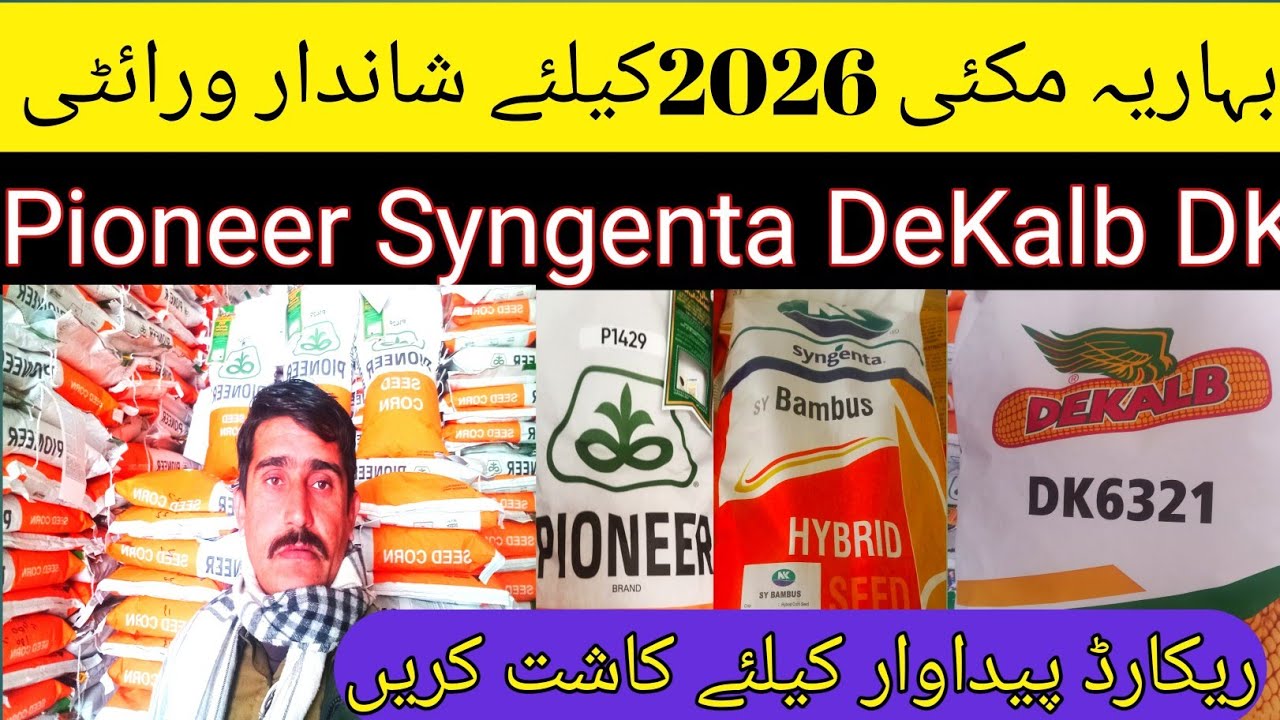 Excellent seed varieties for spring maize 2026 cultivation|DEKALB Syngenta Pioneer spring maize seed