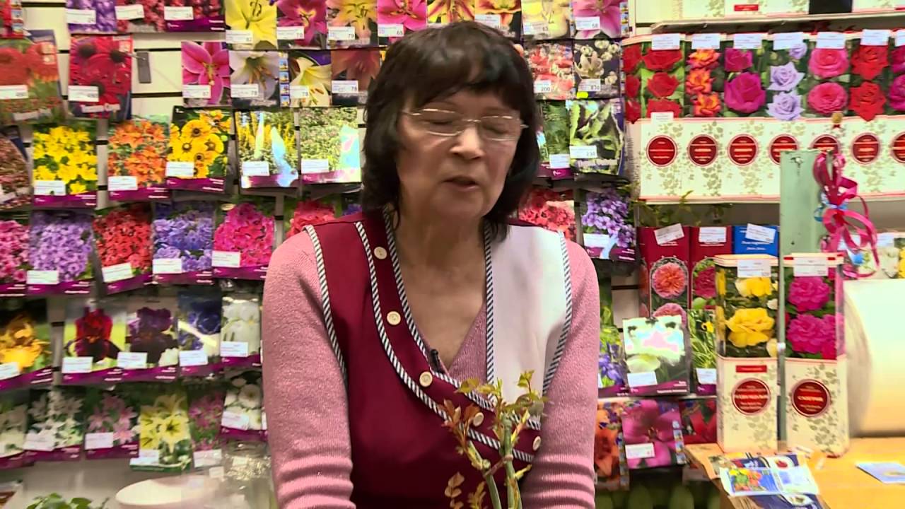 Как сохранить купленную розу в коробке до посадки.