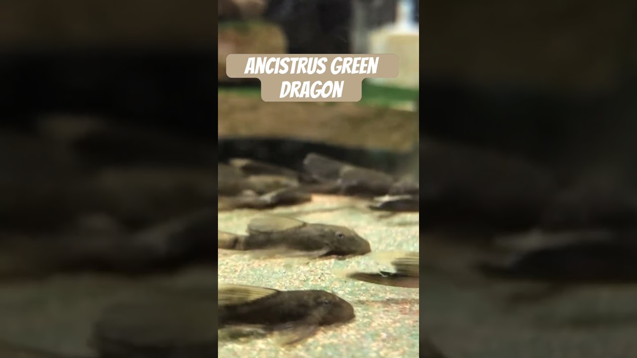 Ancistrus Green dragon long fin #pleco #aquarium #ancistrus #l144 #loricariidae #аквариумистика
