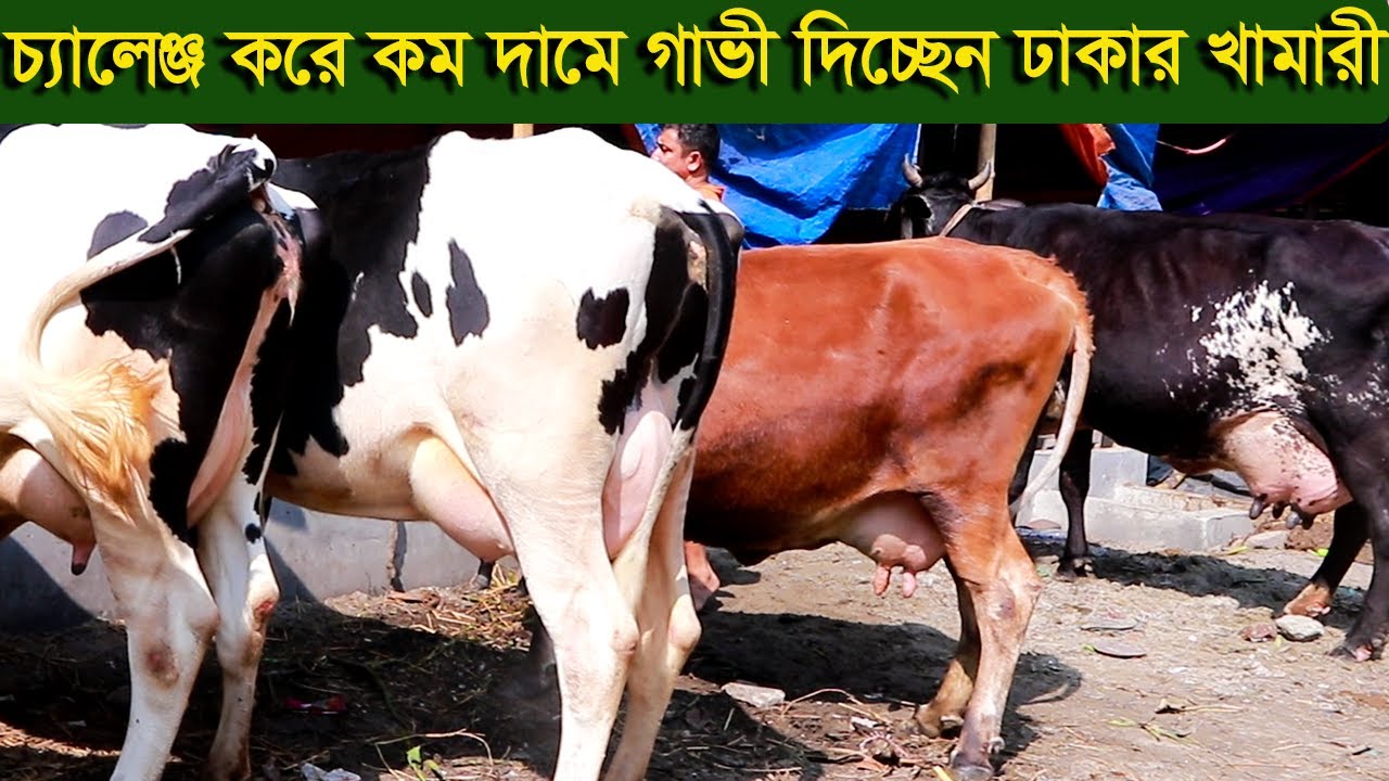 চ্যালেঞ্জ করে কম দামে গাভী দিচ্ছেন ঢাকার খামারী dairy farm