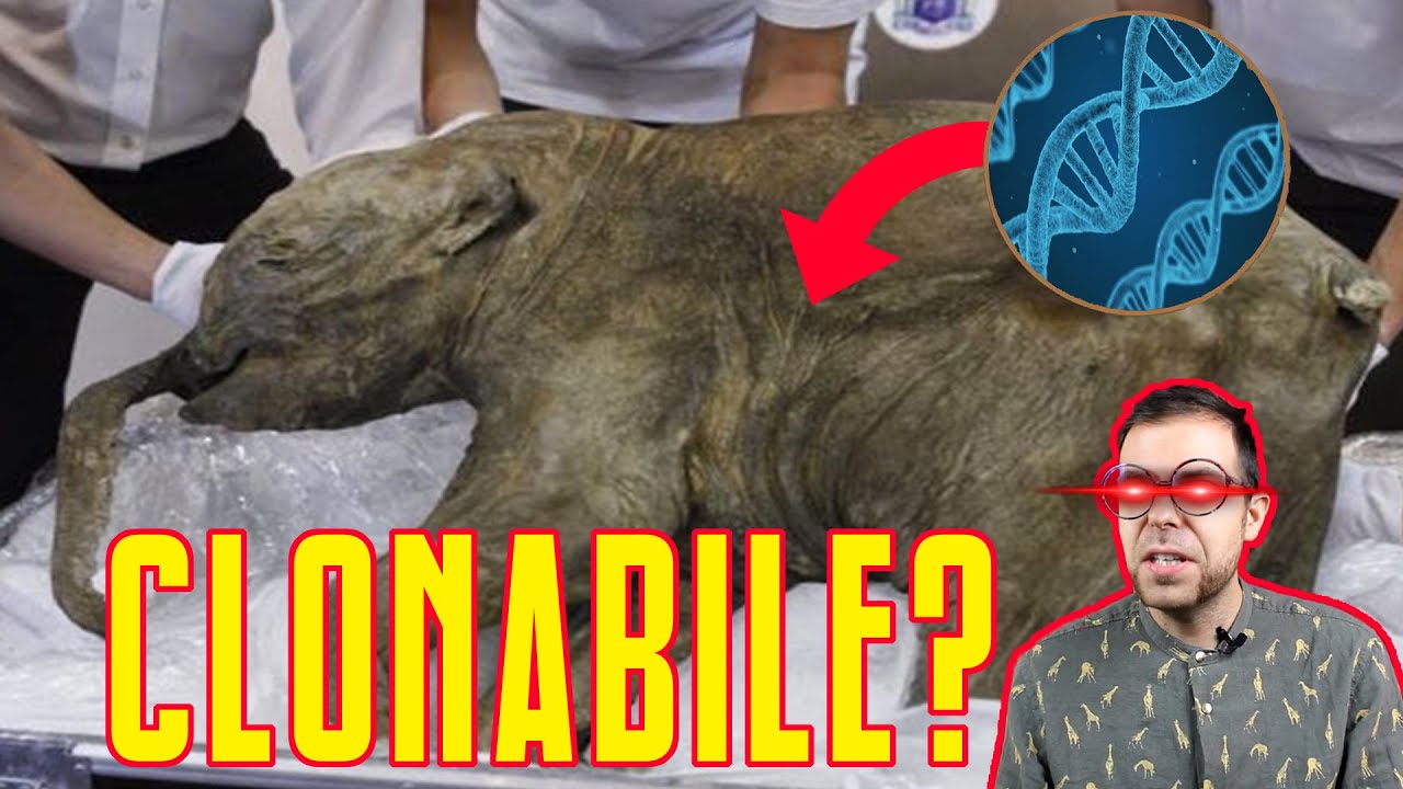 MAMMUT: tutto quello che c'è da sapere