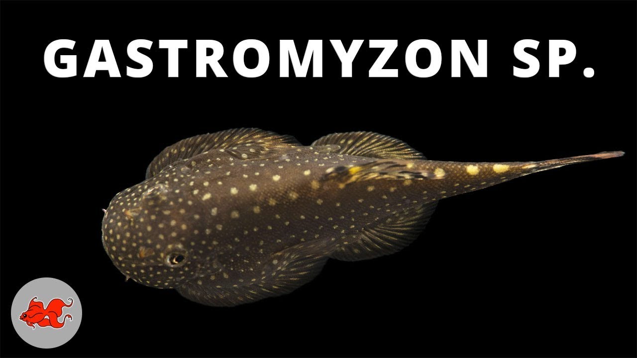 Gastromyzon sp. ✔