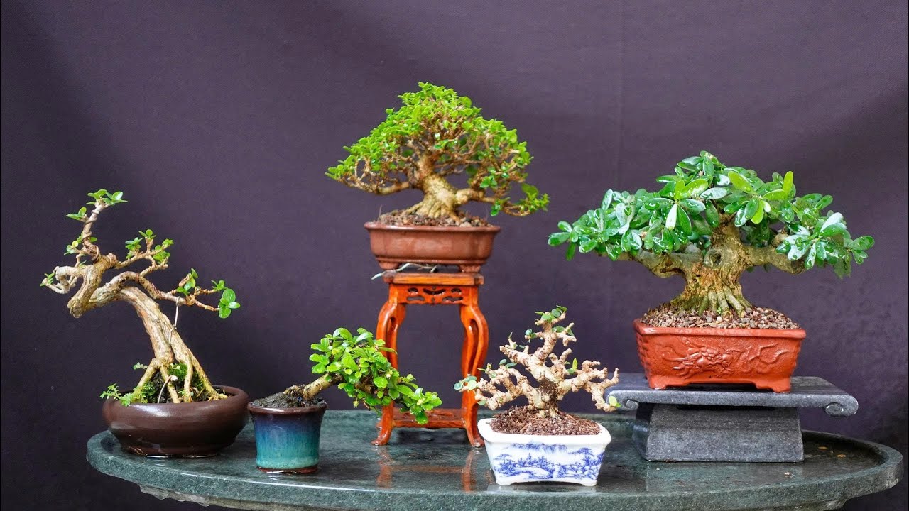 BONSAI MINI ĐỂ BÀN . VIDEO NGÀY 2/1/2026
