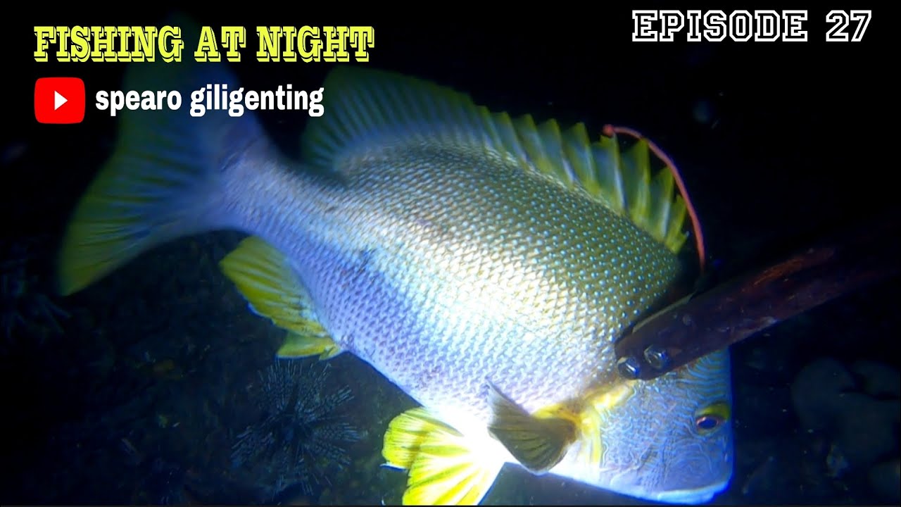 NIGHT SPEARFISHING EPISODE 27 || FISH HUNTING AT NIGHT