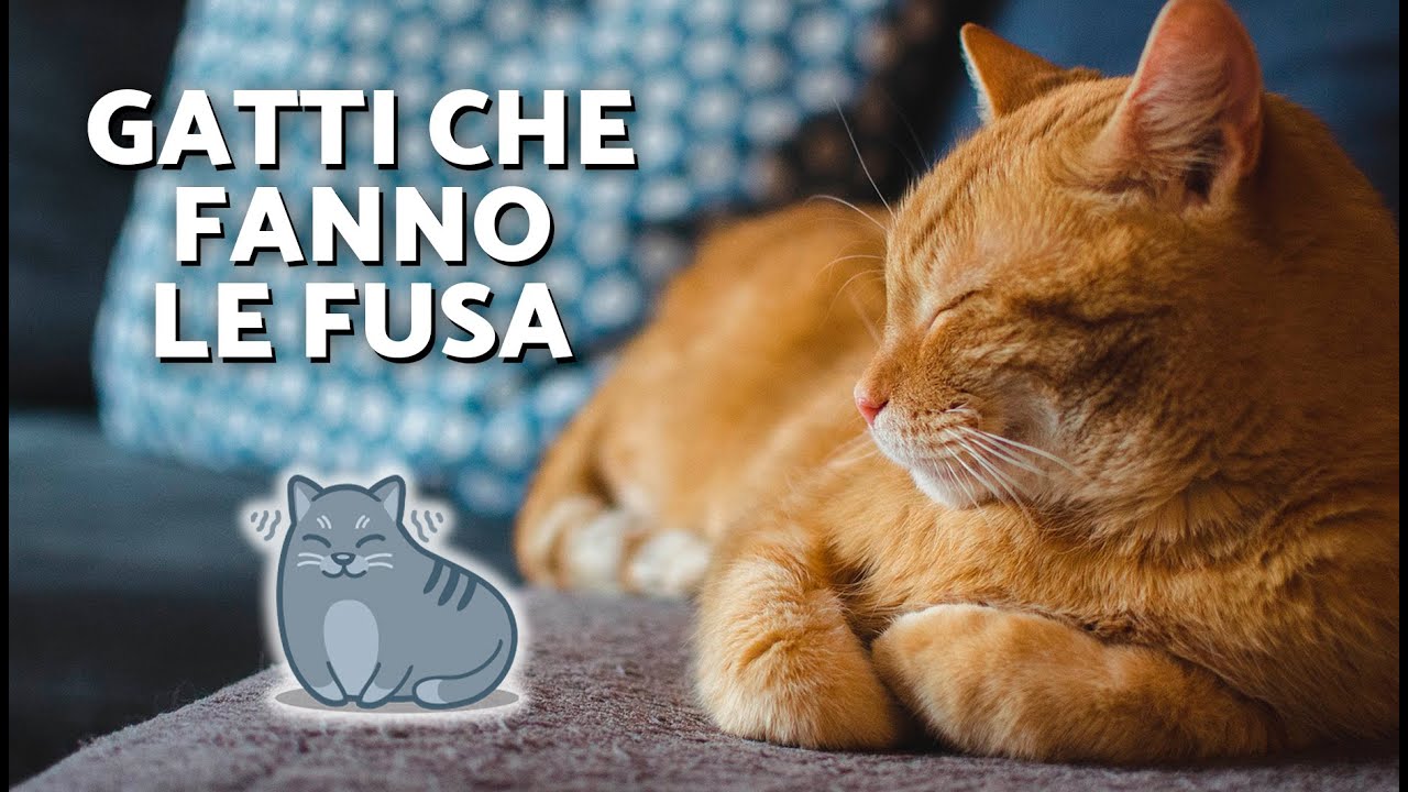 SUONI FUSA DEI GATTI 😻💤 Per DORMIRE e RILASSARSI