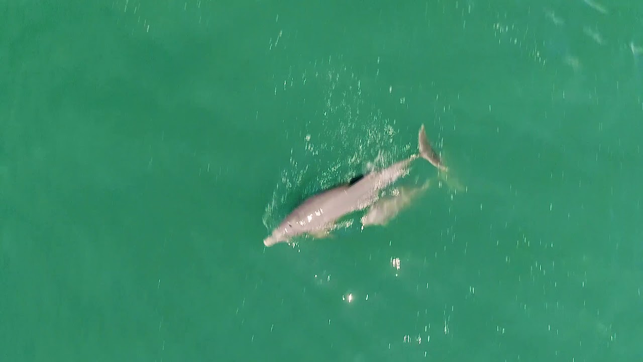 Dolphins and massive herd of sharks, Topsail Beach, NC 8-28-18