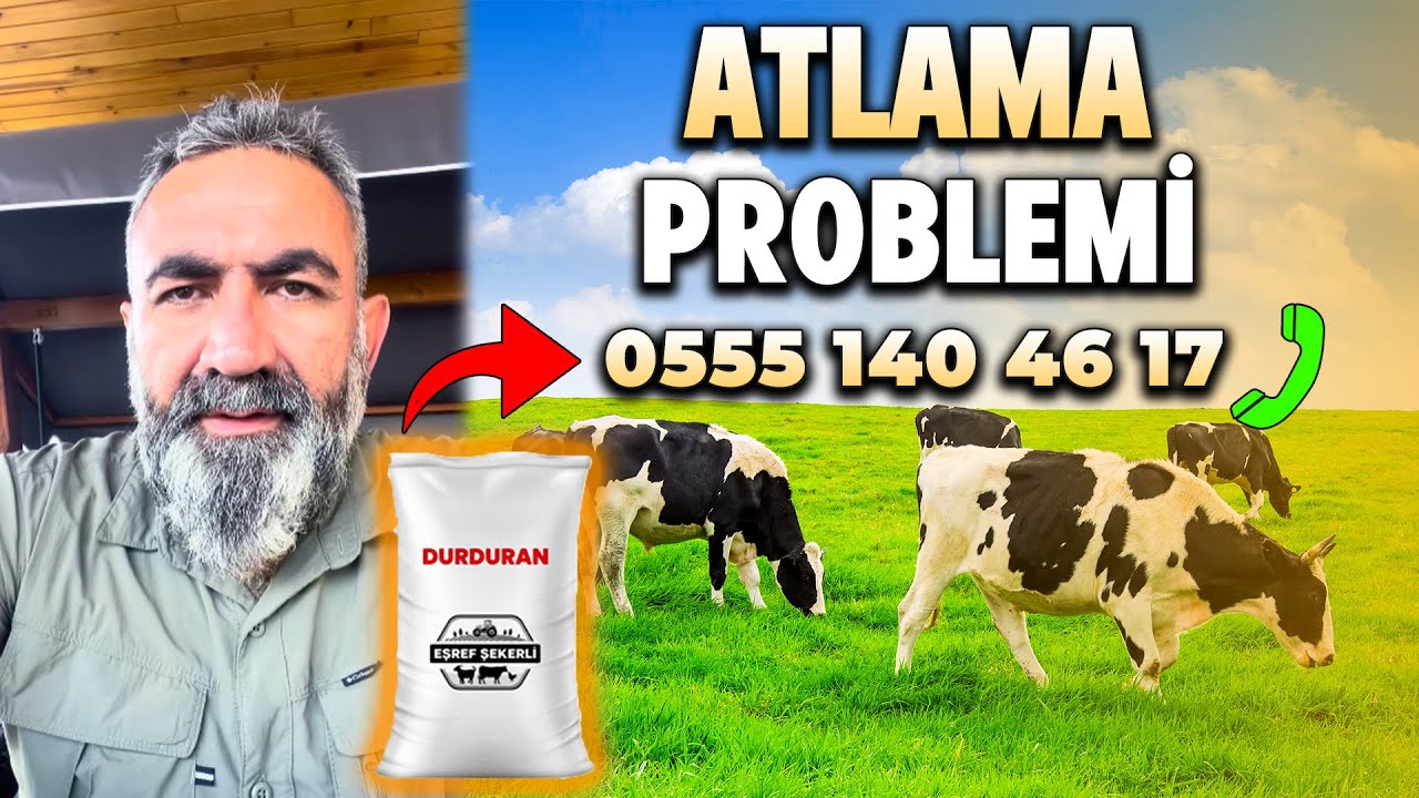 BESİ HAYVANINDA ATLAMA PROBLEMİ | BESİ HAYVANCILIĞI