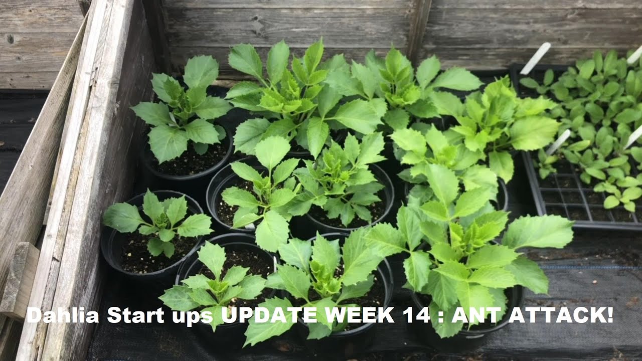 Starting Dahlias. All the ways. Update 7, week 14