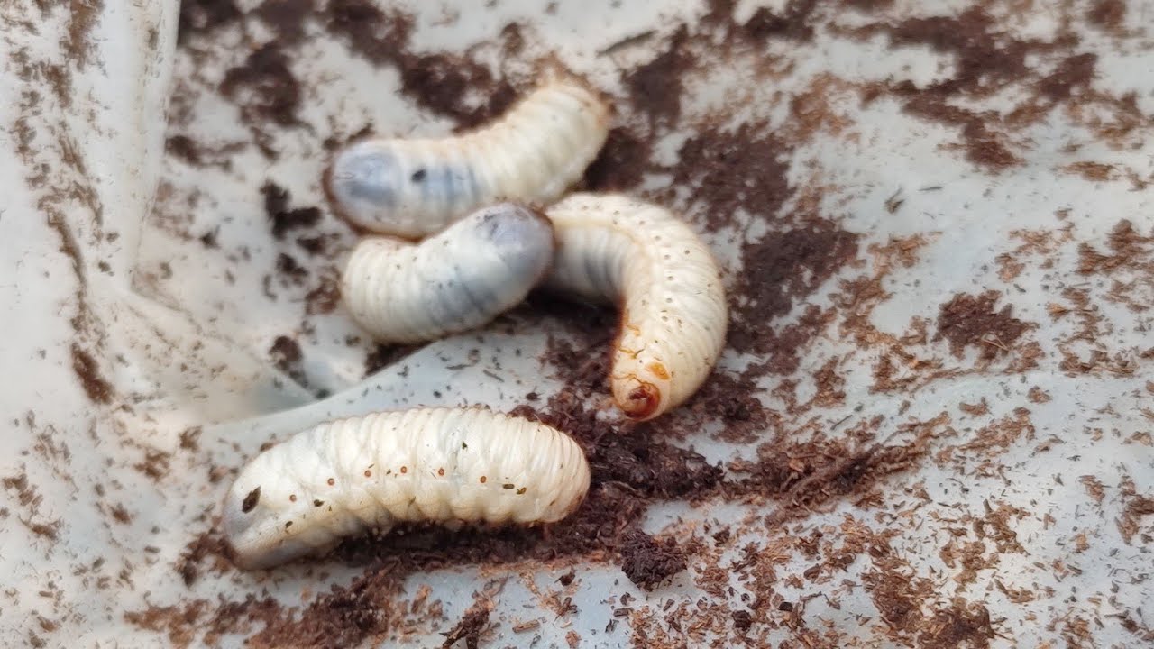 CORÓ DAS HORTALIÇAS - PRAGA DO SOLO QUE ATACA AS RAÍZES DAS PLANTAS.