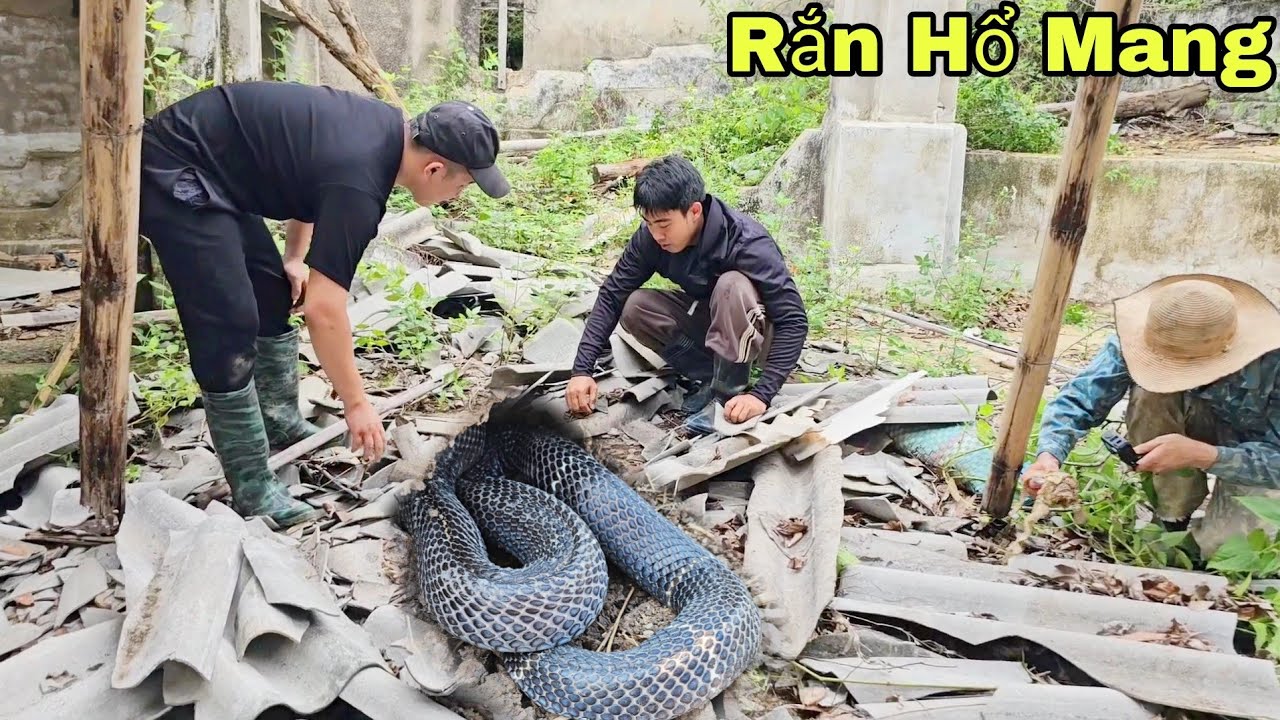 Khám Phá Ngôi Nhà Bỏ Hoang 30 Năm Phát Hiện 4 Con Rắn Hổ Mang Lột Xác Trong Đống Gỗ
