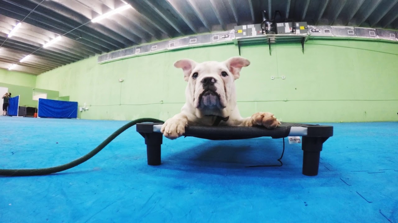 Puppy Bootcamp - Miami Dog Training - Liberty the Bulldog