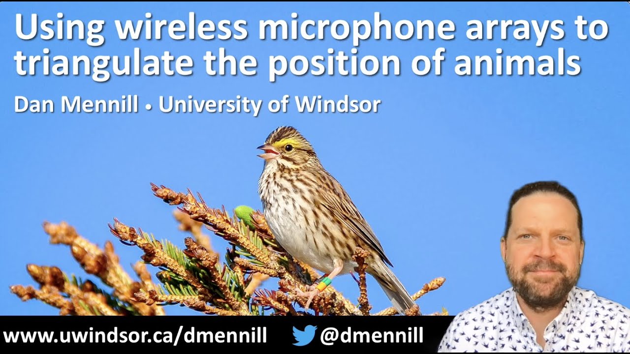 Using wireless microphone arrays to triangulate the position of animals