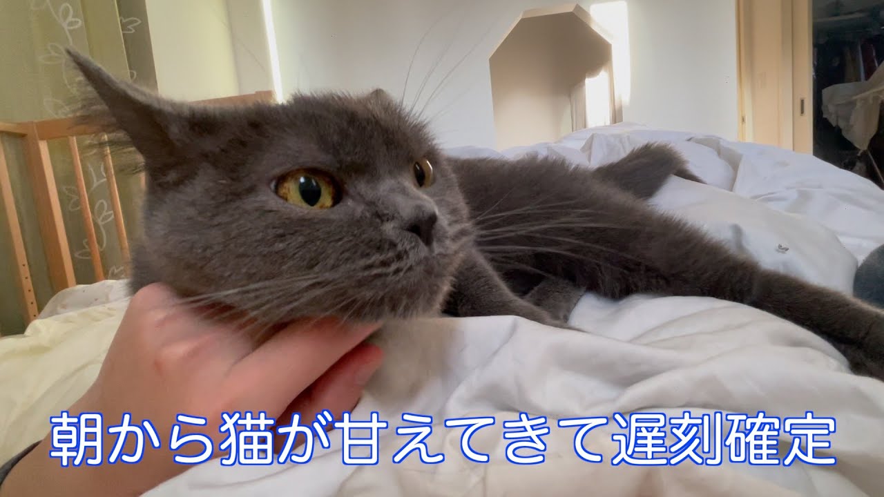 朝から猫が甘えてきて遅刻確定