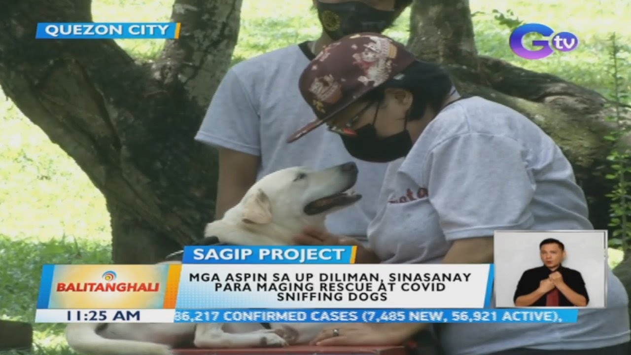Stray dogs in UP Diliman undergo training to become rescue, COVID-19 sniffing dogs | BT