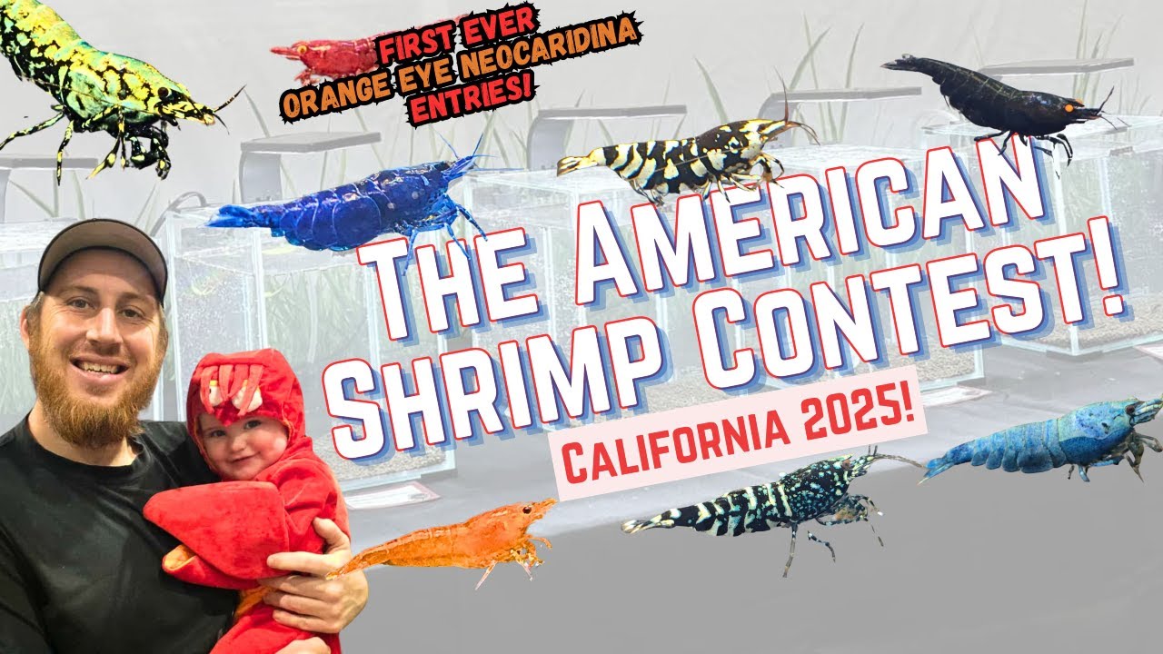 The American Shrimp Contest California 2025